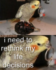 Bird in WW2.png